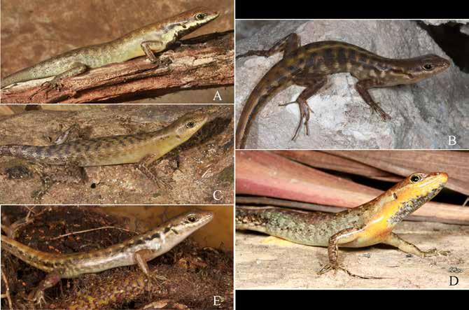 102 Asian Herpetological Research Vol. 6 with perhaps only a greenish sheen on the venter (Figure 25B). Genus Sphenomorphus [IV VIII] Common names. (E) Forest or Wedge skinks. (G) Waldskinke.