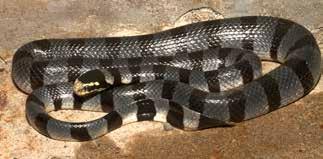112 Asian Herpetological Research Vol. 6 oviparous, unlike true seasnakes, it is essential that L. colubrina be able to move onto land in order to lay its clutch of 6 20 eggs (Greene, 1997).