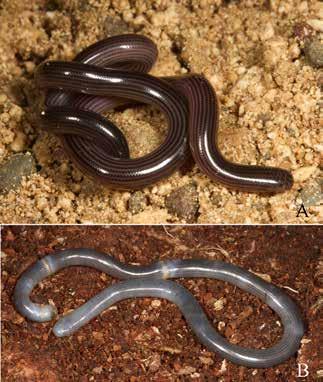 Indotyphlops braminus is an oviparous species, producing clutches of 1 8 eggs (de Lang, 2011; McKay, 2006). Like all blindsnakes, I.