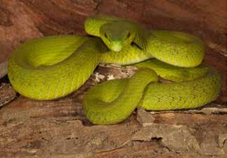 With its lithe body shape and prehensile tail, the island pitviper T.