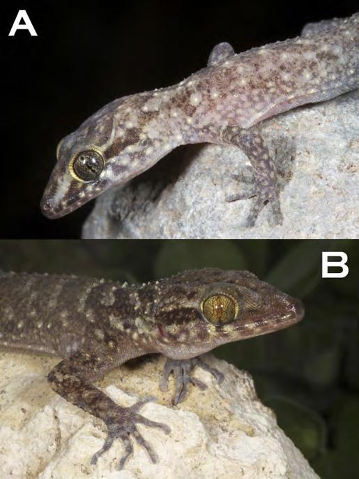 Kaiser et al. Herpetofauna of Ataúro Island, Timor-Leste a decaying log, in a limestone hollow on the western slope of Mt. Manucoco (Locality 11).
