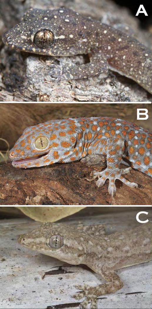 Manucoco population of Cyrtodactylus is a new species to science (Kathriner et al. in prep). Cyrtodactylus sp. 2 (Figure 3B). (E) Ataúro Bent-toed Gecko. ( * T) Teki ain-fuan kleuk Ataúro.