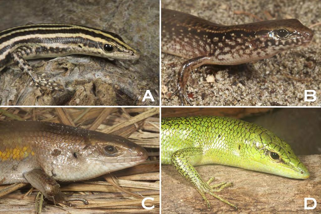 Kaiser et al. Herpetofauna of Ataúro Island, Timor-Leste cabanas. They invariably display aggressively when disturbed, which includes opening the mouth widely and vocalizing threateningly.