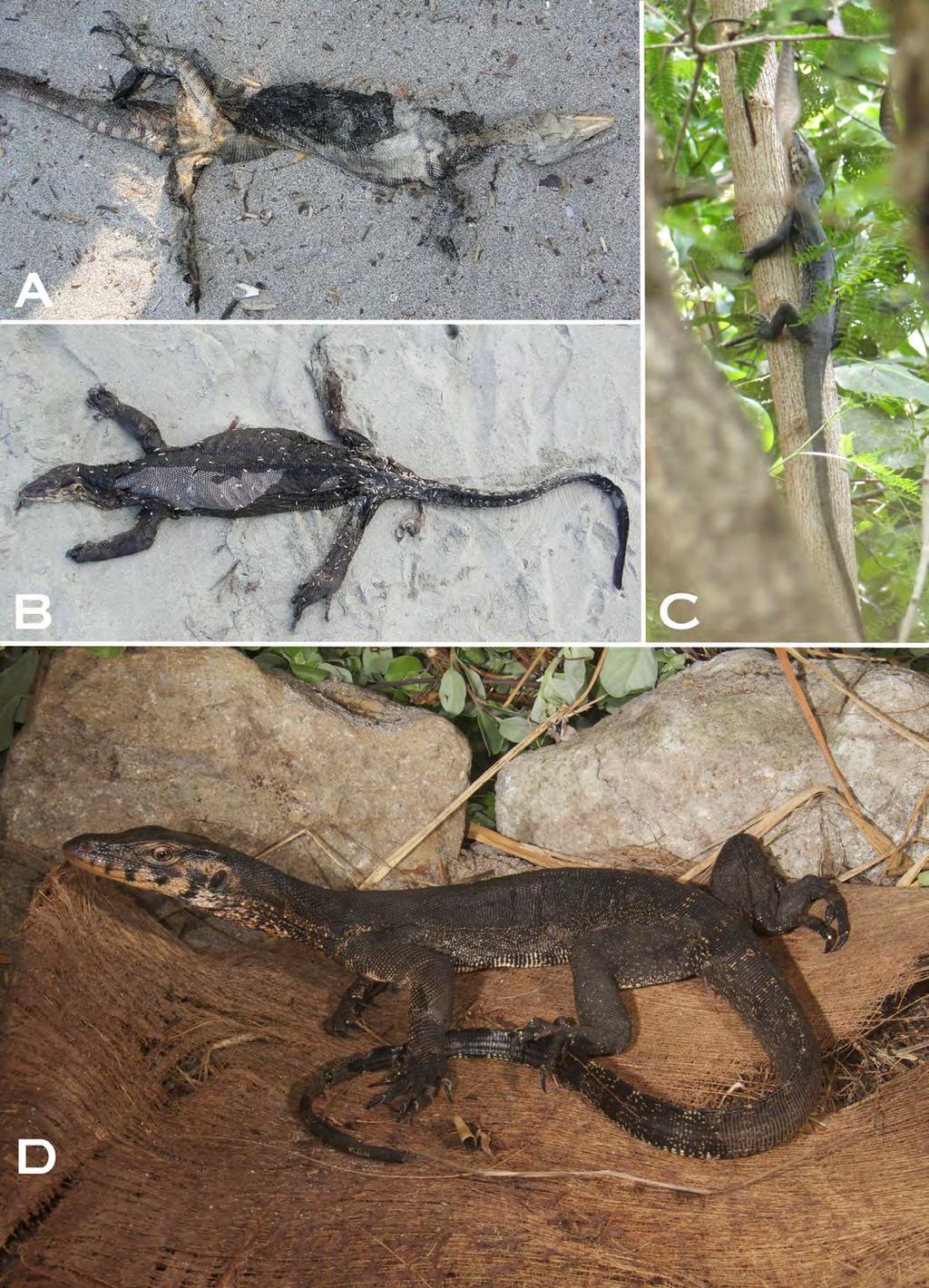 Kaiser et al. Herpetofauna of Ataúro Island, Timor-Leste Figure 6. Monitor lizard (Varanus sp.) from Ataúro Island, Timor-Leste. (A) Carcass found on the beach.
