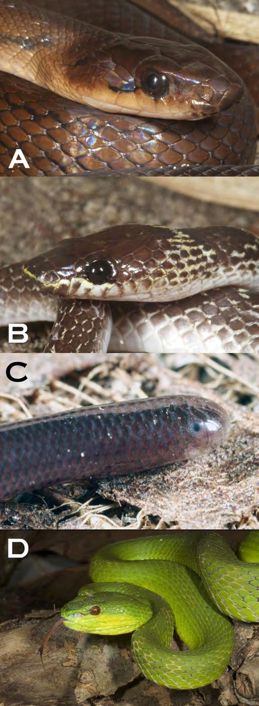 Kaiser et al. Herpetofauna of Ataúro Island, Timor-Leste cobra on Ataúro appears to be a miniaturized form with somewhat lessened venom toxicity, compared with specimens known from neighboring Alor.