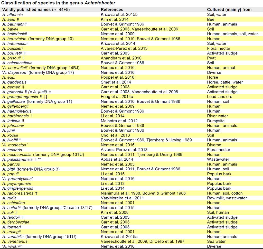 v v Genus Acinetobacter : Current Taxonomy