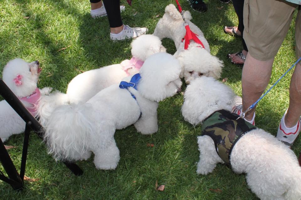 ..or just want to experience the wonder of herds of Bichons running free, the Bichon Bash is the party for