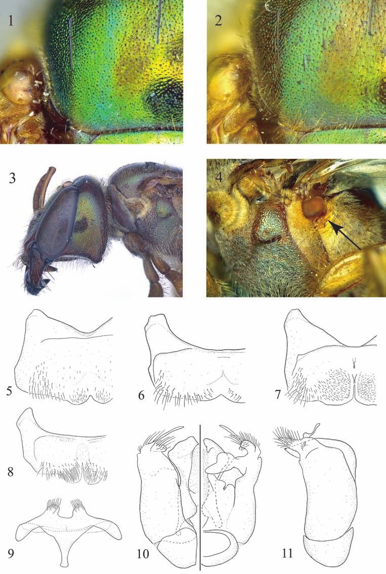 Figs. 1-11. Megalopta centralis (1) and M. tetewana n. sp. (2-11). 1,2, scutum of female. 3, macrocephalic female in profile.
