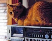 Coming from animal shelters, they were originally probably in homes and, therefore, used to the sounds of radio and TV.