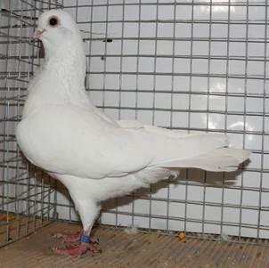 Last pigeon photo of the NONTRON
