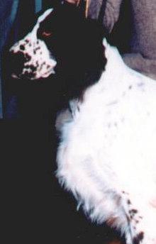 A short neck and lumpy shoulders make the forequarters appear top heavy as though the dog is about to tip over on his nose and makes picking up game whether it be
