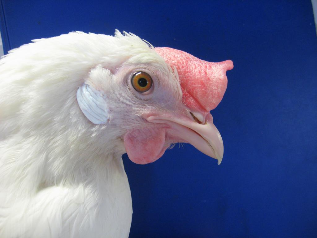 Modules for Welfare Quality laying hen protocol T.G.C.M. van Niekerk, H.