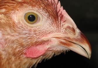Title Beak trimming Scope Animal-based measure: Laying hens Sample size Sample size according to 5.1.
