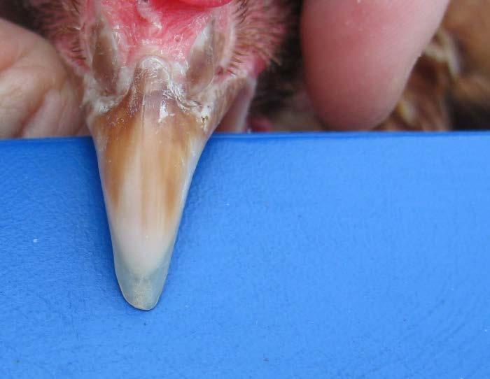 <----- End of the living tissue <----- End of the beak tip Figure 3.3: Beak tip rim, being the part between the end of the living tissue and the end of the beak tip Amount of overgrowth Figure 3.