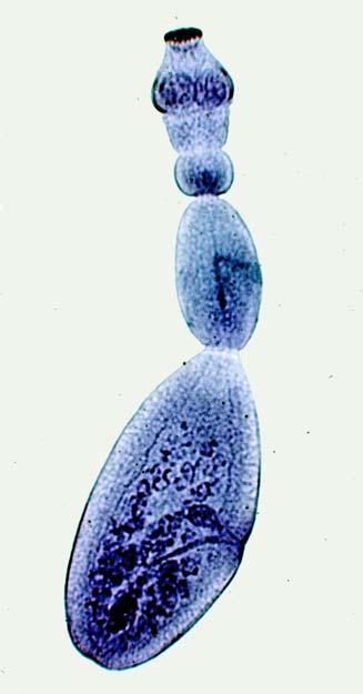 Adult of Echinococcus granulosus