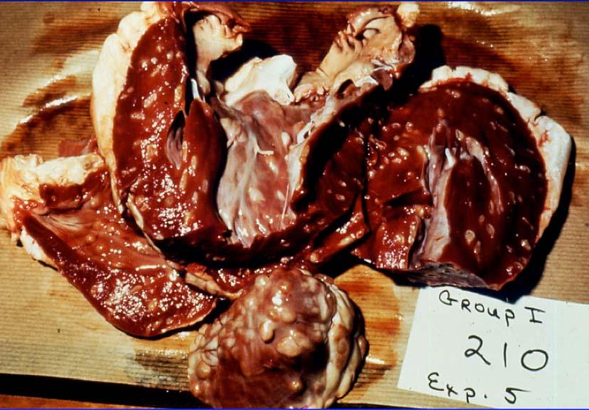 heart of cow Veterinary Pathology