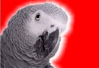 registration of African Greys with CITES in Switzerland 09