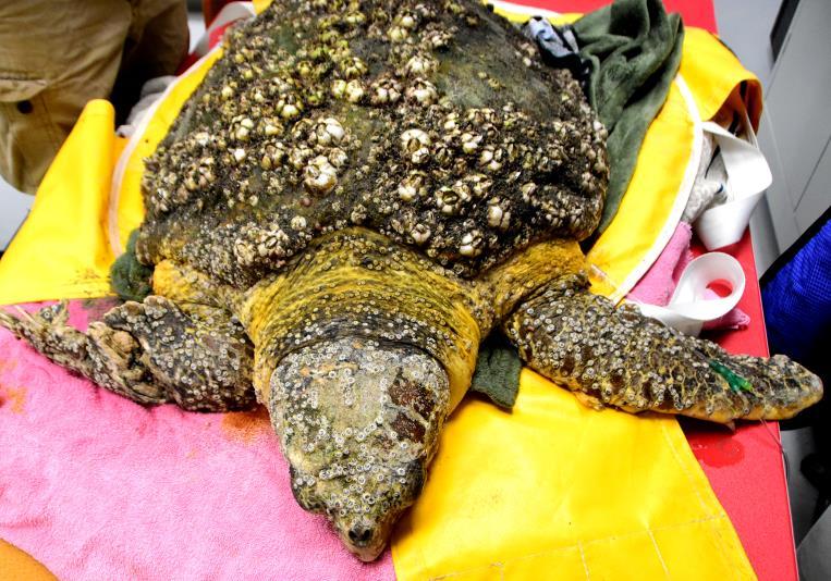 Debilitated Turtle Syndrome (DTS) Very sick turtle with