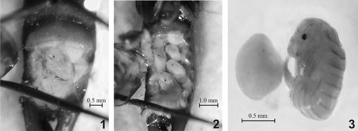 Viviparity in a tropical non-parasitizing earwig 239 Klass 2005). The comparison of the developmental rate of the youngest and oldest embryo of C. borneensis is documented in Fig. 3.