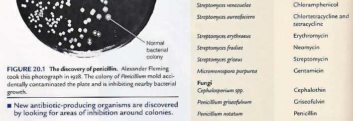 Penicillin and