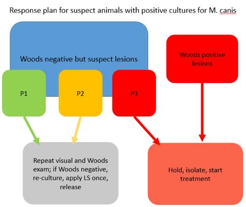 infection or may mean the cat was a dust mop. After assigning a p-score to the culture plate, the next step is to repeat your visual exam to look for suspicious lesions on the suspect cat.