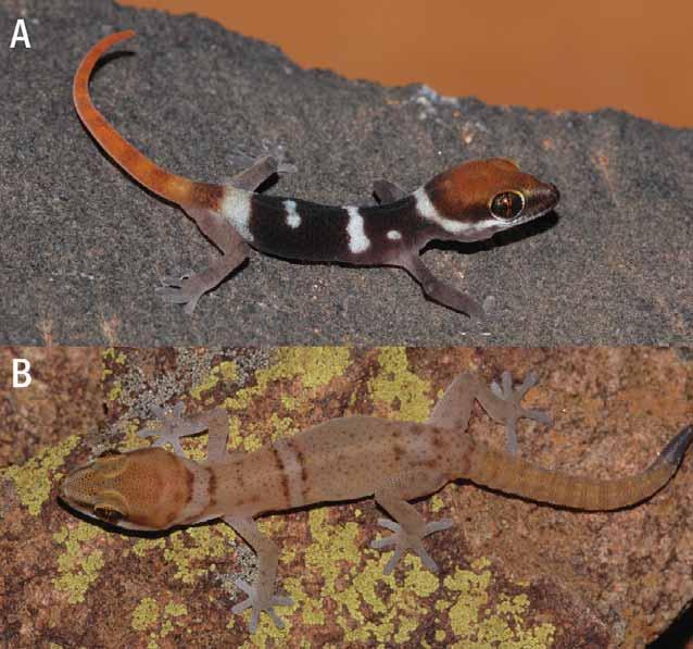 2011 NEW PACHYDACTYLUS FROM NAMIBIA 7 Figure 3. Life views of Pachydactylus etultra: hatchling paratype (PEM R17293) showing the characteristic boldly contrasting pattern (A).