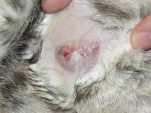 Weakness Lameness Enlarged lymph nodes Draining skin lesions Red eyes Loss of