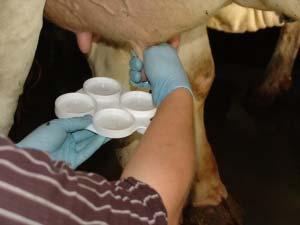 The CMT-test regularly used by farmers is a big progress in udder health management
