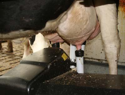 mastitis. In the last two years we saw a large increase in AMS-farms worldwide.