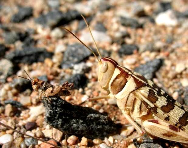 populations will subside. As these grasshoppers feed on your citrus, have a close look at them.