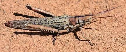 The first frost will reduce their numbers significantly. Slant-faced Grasshoppers Sub-family: ACRIDINAE These grasshoppers are common and contain many species.