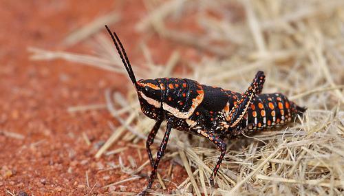 food. Blistered Pyrgomorph / Blistered Grasshopper Monistria pustulifera Family: PYRGOMORPHIDAE This colourful grasshopper is