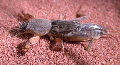 Females of all species have a distinct ovipositor, which is a sword-like egg laying organ at the end of their abdomen. Mole Cricket G. coarctata and G.