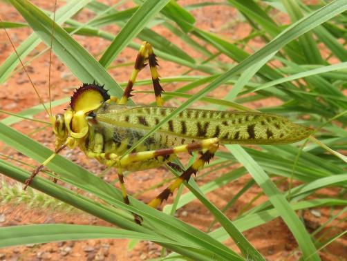 for eggs to hatch (depending on climatic conditions). Some useful web sites for looking up grasshoppers: http://www.brisbaneinsects.