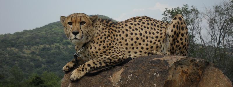In response to this threat, the Centre has launched a reintroduction programme where they plan to release captive bred cheetahs back into their natural habitats.
