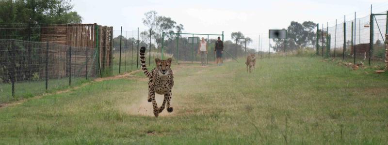 Everyone at the Cheetah Reintroduction Centre has a contagious passion for nature and conservation, and especially the cheetahs.