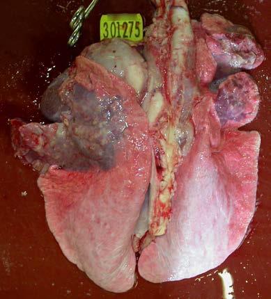 Pneumonia/pleurisy and Pasteurella In 2017, 3.6 per cent of sheep carcases and 5.8 per cent of cattle carcases slaughtered in England showed evidence of pneumonia/pleurisy.