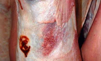 Other factors affecting the carcase Bruising and trauma More than 22,500 cattle carcases slaughtered in England in 2017 showed signs of bruising and trauma.