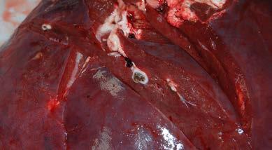 Liver fluke In England in 2017, more than 16.4 per cent of cattle livers and nearly 7.