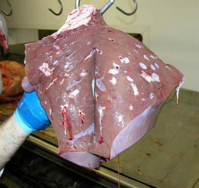 Reducing liver fluke infection Liver fluke can be difficult to control.
