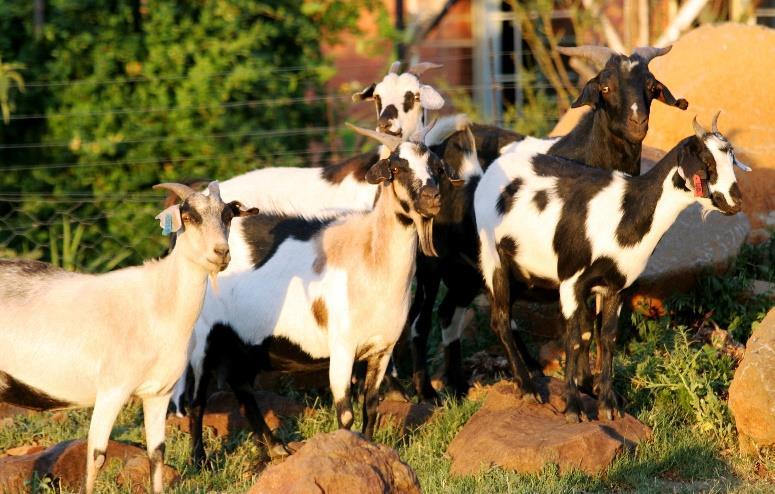 The Nguni eco-type is multi coloured, with a wide variety of uniform colours, white,