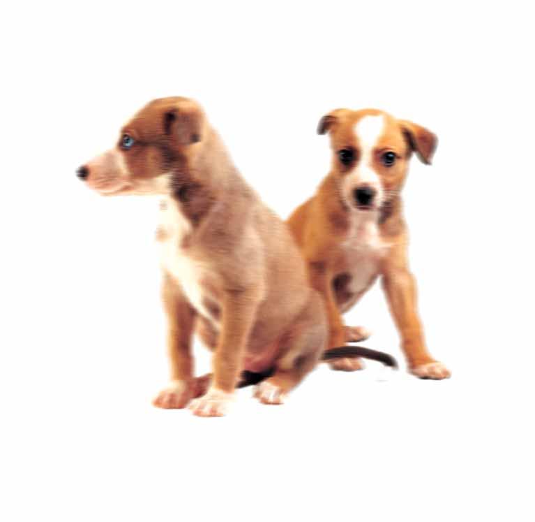 In the case of a crossbred dog, remember it is more difficult to judge what the predominant behaviour trait might be, so get as much information about the individual dog as you can.