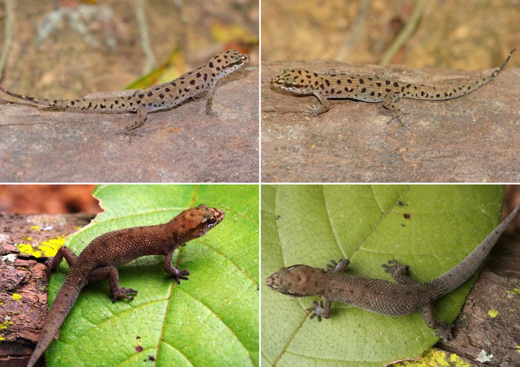 FIGURE 6. Paratypes of Dixonius minhlei sp. nov. from Vinh Cuu, Dong Nai Province, in life: ZFMK 97745 (top), and VNMN R.2016.1 (bottom). Photos: T. T. Nguyen.