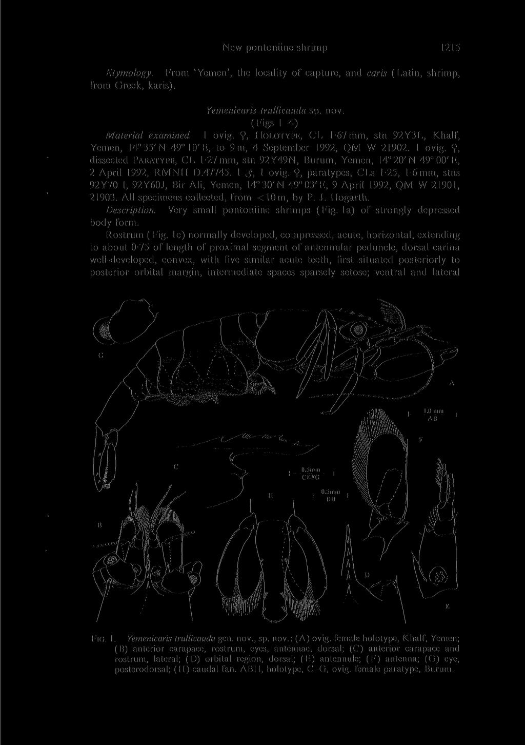New pontoniine shrimp 1215 Etymology. From 'Yemen', the locality of capture, and caris (Latin, shrimp, from Greek, karis). Yemenicaris trullicauda sp. nov. (Figs 14) Material examined. 1 ovig.