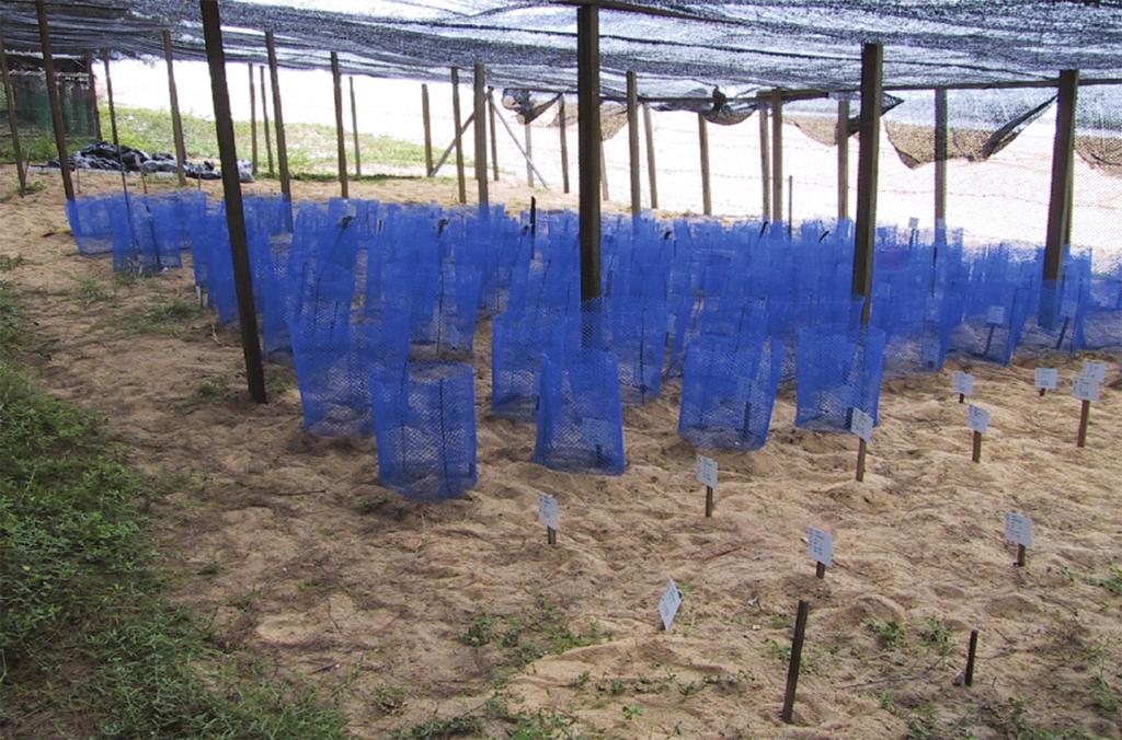Sea turtle hatchery in Malaysia (Courtesy of MFRDMD) have in the past been used. Inconel tags and PITs tags are presently being used.