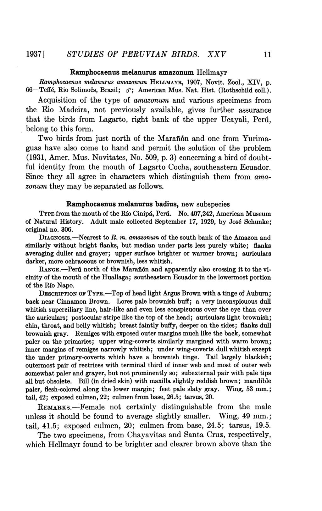 1937] STUDIES OF PERUVIAN BIRDS. XXV Ramphocaenus melanurus amazonum Hellmayr Ramphocaenus melanurus amazonum HELLMAYR, 1907, Novit. Zool., XIV, p. 66-Teff6, Rio Solimoes, Brazil; cl; American Mus.
