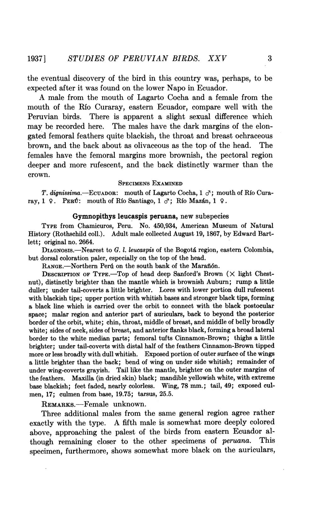 1937] STUDIES OF PERUVIAN BIRDS. XXV 3 the eventual discovery of the bird in this country was, perhaps, to be expected after it was found on the lower Napo in Ecuador.