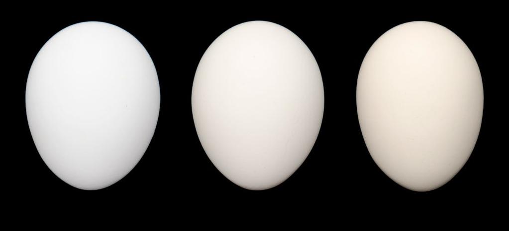 Egg Quality and Egg Size Distribution AGE (weeks) EGG QUALITY HAUGH UNITS BREAKING STRENGTH 20 90.6 4490 22 90.3 4480 24 90.1 4470 26 89.8 4450 28 89.5 4430 30 89.2 4410 32 89.0 4390 34 88.