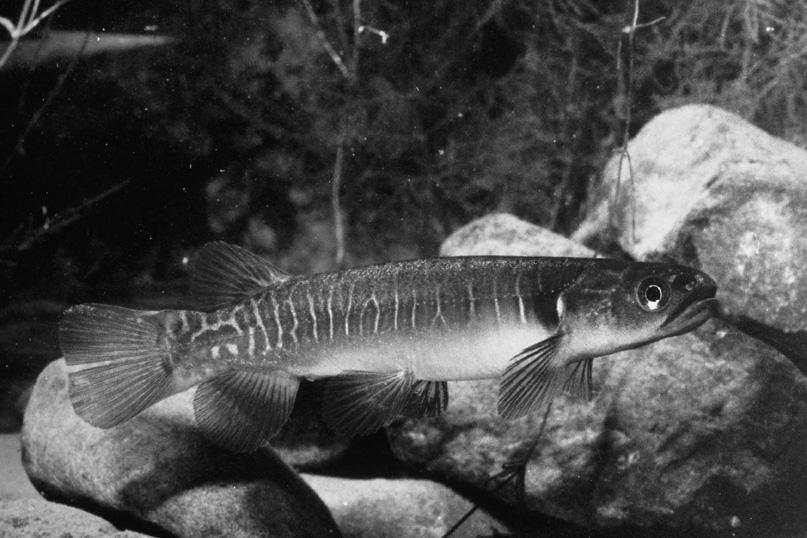 Banded kokopu Galaxias fasciatus In the tiny bush-covered streams on Tiritiri Matangi there are little fish which hardly anyone ever sees because they don t know they are there!