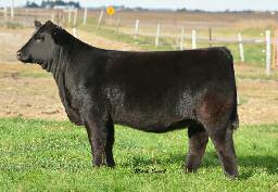1 Sells open A top choice from the Frankenreider open heifers, this exciting three-quarter Simmental heifer blends two